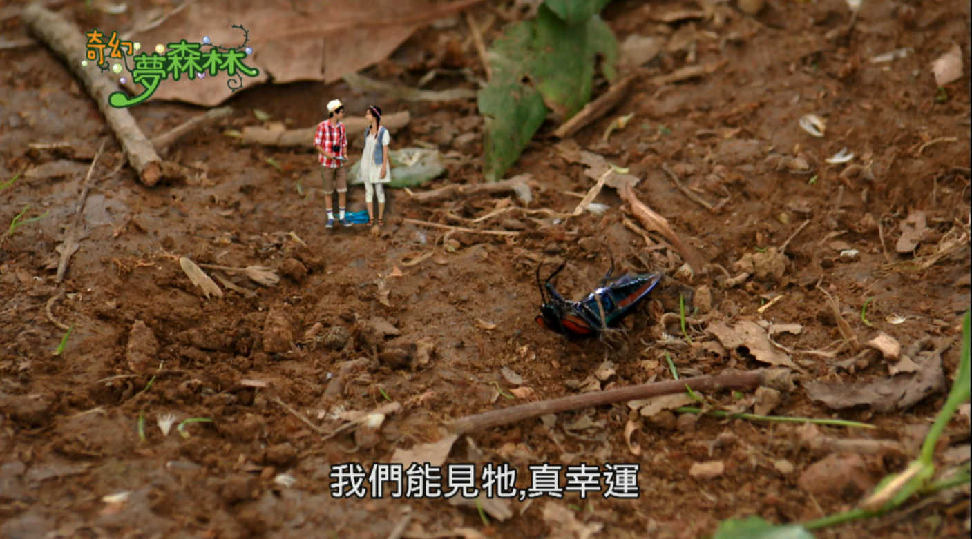 奇幻夢森林 第十一集 森林鐵甲族