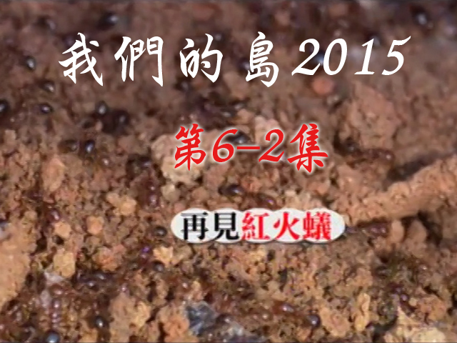 我們的島2015: 第6-2集--再見紅火蟻