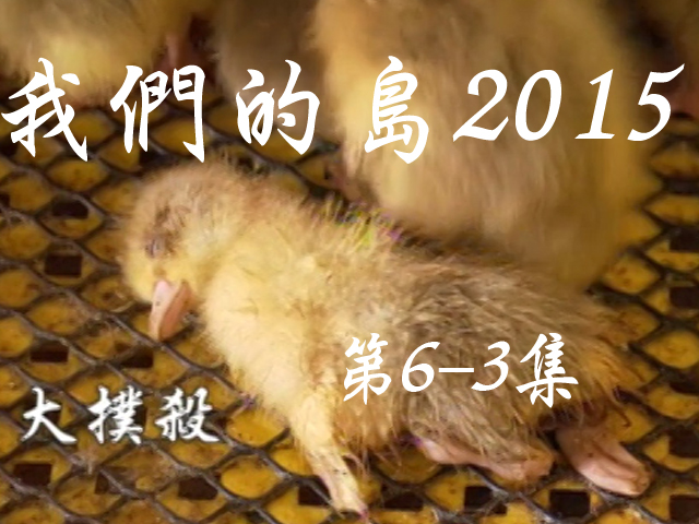 我們的島2015: 第6-3集--大撲殺