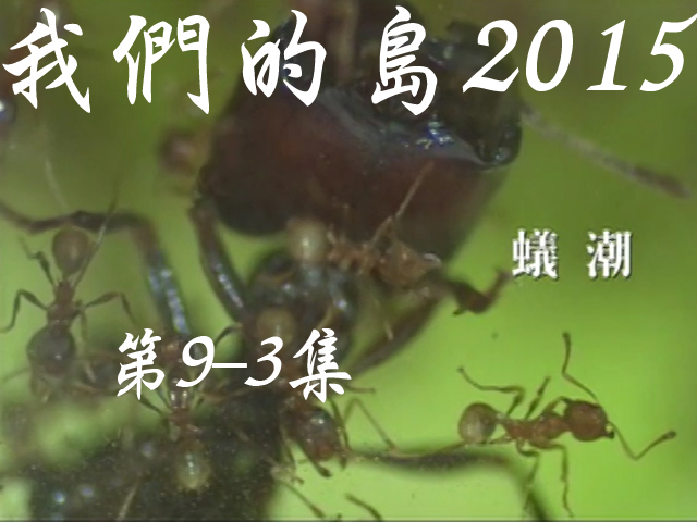 我們的島2015: 第9-3集--蟻潮