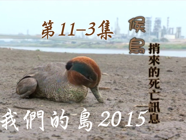 我們的島2015: 第11-3集--候鳥捎來的死亡訊息 